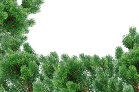 Green Christmas tree isolated on white Stock Photos
