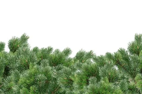 Green Christmas tree isolated on white 写真素材