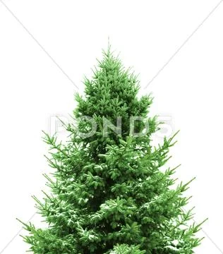 Green christmas tree Stock Photos