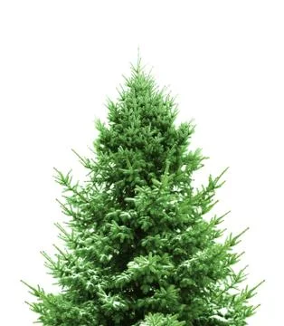 Green christmas tree Stock Photos