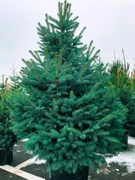 Green Christmas tree in a pot. Stock Photos