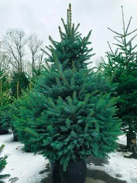 Green Christmas tree in a pot. Stock Photos