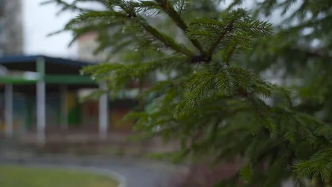 Green christmas tree in rainy day Stock Footage 125756341