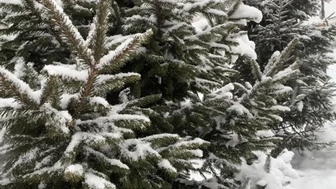 Green Christmas trees in fluffy snow. Stock Footage 232487789