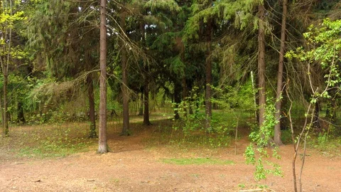 Green christmas trees in spring forest. Video stock 129811828