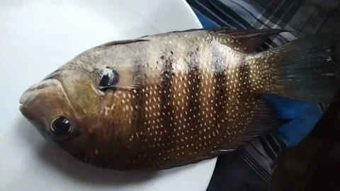 Green chromide Stock Footage 158046568