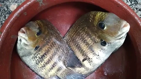 The green chromide Stock Footage 158048984