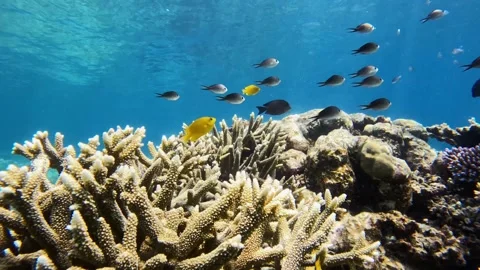 Green Chromis (Chromis viridis)) swimming above a coral reef in blue ocean water Stock-Footage 329094053