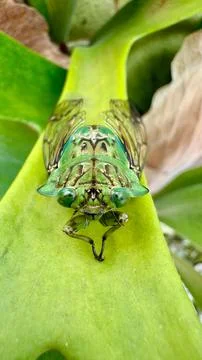 Green cicada on leaf close-up Foto stock