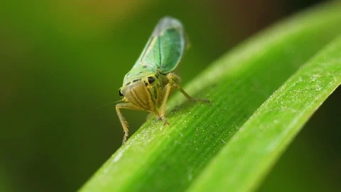 Green cicada on a reed sheet Stock Footage 95714208