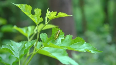 Green Cicada Resting on a Vibrant Leaf in a Lush Summer Forest Stock Footage 341997932