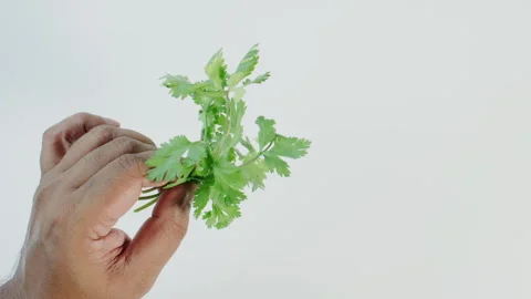 Green Cilantro Herbs In a Hand Stock Footage 248776760