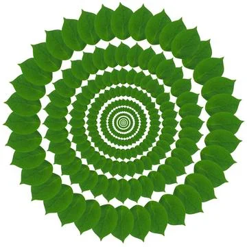 Green circle from leaves Pattern from green abstract circles from leaves C... Foto stock