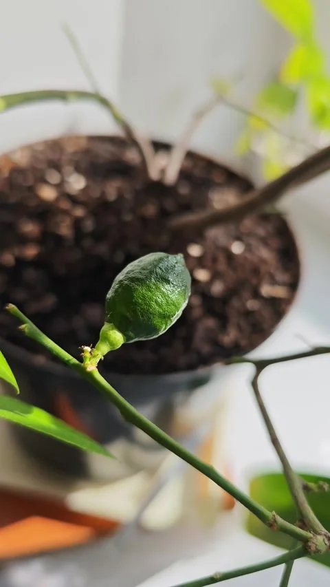Green citrus fruit developing on a branch of a potted plant with soil and leaves 스톡 동영상 331634939