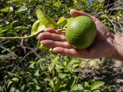 Green citrus fruit growing on a tree and held in a hand Foto stock