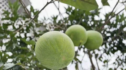 Green Citrus Fruit Hanging on a Tree Branch Vídeo Stock 343875106