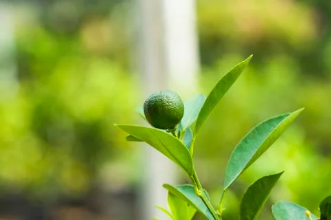 Green citrus fruit on tree, isolated blurry background Stock Photos