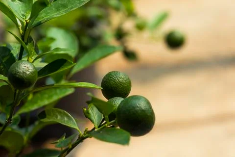 Green citrus fruit on tree, isolated blurry background Stock Photos