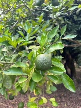 Green citrus fruit on the tree Stock Photos