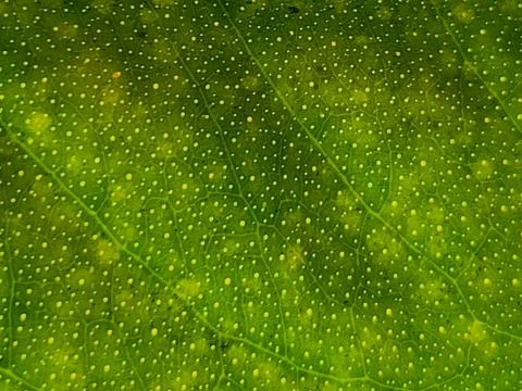 Green Citrus Leaf Texture Background, Lemon Leaf Surface Pattern Closeup Stock Photos