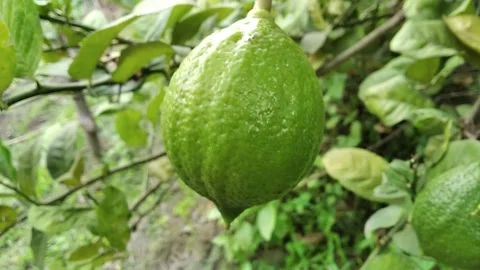 Green citrus lemon organic and fresh fruit Stock Footage 295786341