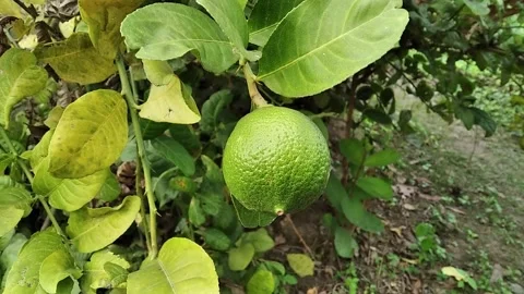 Green citrus lemon tree with fresh organic lemon Stock Footage 295786350