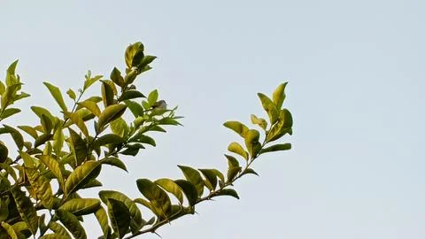 Green citrus tree branches with vibrant leaves against a clear pale blue sk.. Stock Photos