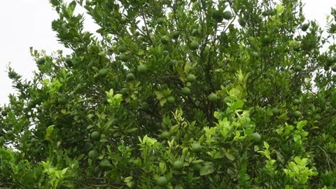 Green Citrus Tree Stock Footage 340758062