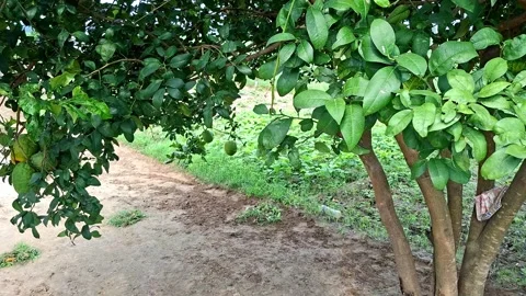 Green Citrus Tree Trunk Bearing Raw Lemon Fruits Stock Footage 343804974