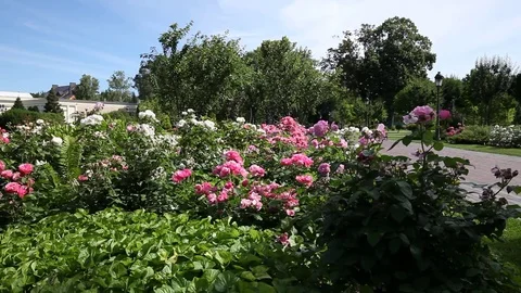 Green city park Vídeo Stock 77416467