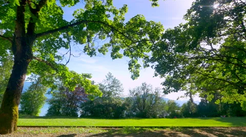 Green City Park Lawn, Scenic Sky Forest Tree Landscape Background Stock Footage