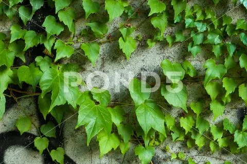 Green clambering plant on a grey stone surface. Close-up view. Natural backgr Stock Photos