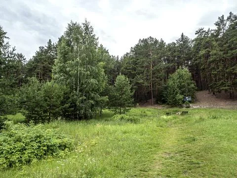 Green clean large forest clearing in summer Stock Photos