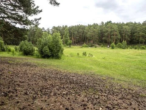Green clean large forest clearing in summer Stock Photos