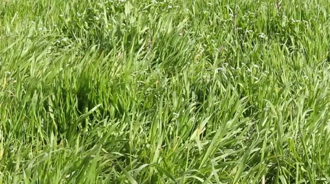 Green clear environmental grass Stock Footage 49389681