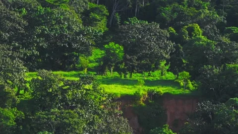 Green Clearing with Eroded Riverbank Edge in Amazon Rainforest of Tambopata, Stock Footage 314321030