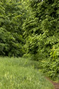 Green clearing in front of the forest. Spring clean air in the forest Stock Photos