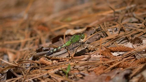 Green clearwing dragonfly 4K Видео 109127787