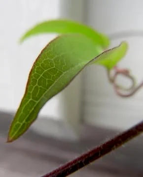 Green Clematis leaf 写真素材