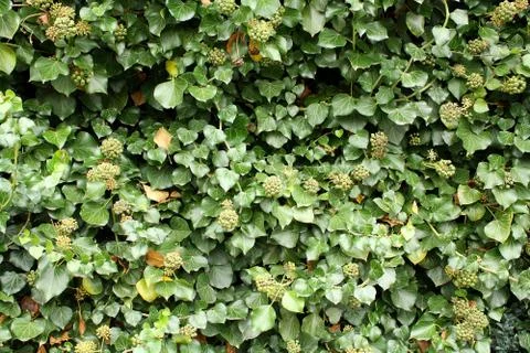 Green climber as beautiful background Stock Photos