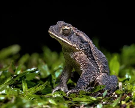 Green climbing toad in the rainforest Stock Photos