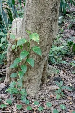 Green Climbing Vine on Tree Trunk with Natural Bark Texture Stock Photos