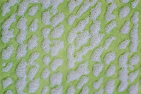 Green close-up texture Stock Photos