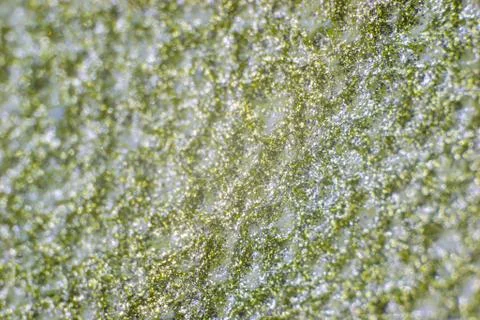 Green close-up texture 写真素材