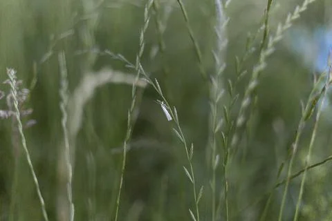 Green closeup grass Stock Photos