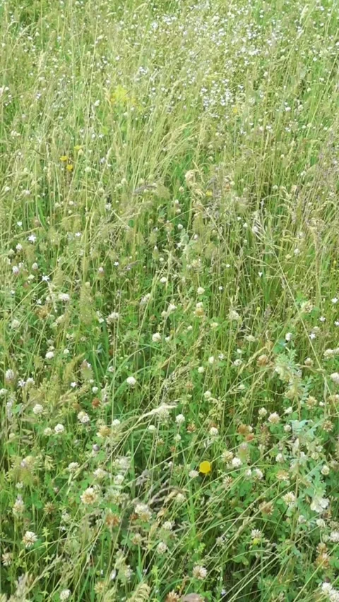 Green clover and meadow grass in summer field 動画素材 343693702