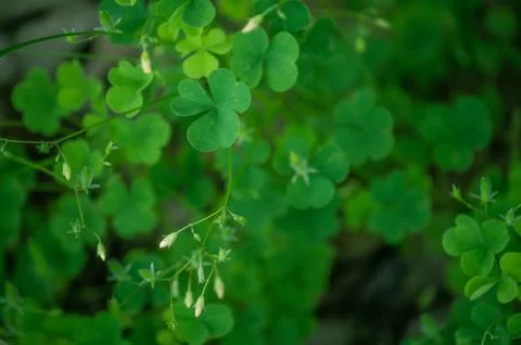 Green clover and tiny flowers in green defocused nature background Stock Photos
