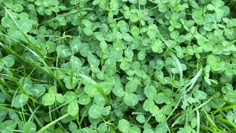 Green clover background. Nature background. Stock Footage 156567728