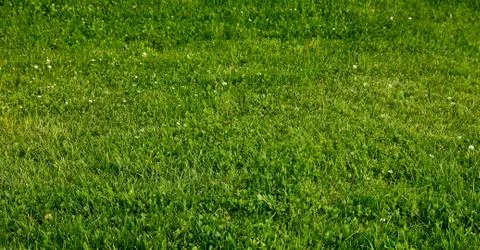 Green clover as a background Stock Photos