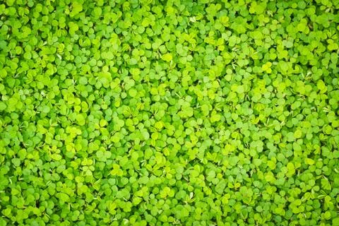 Green clover background Stock Photos
